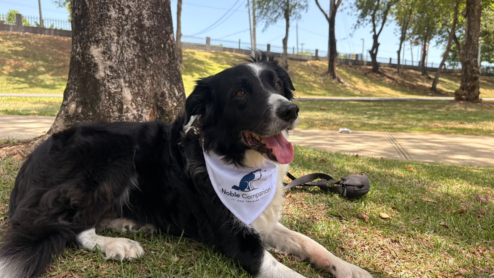 Border collie con bandana de Noble Companion descansando bajo un árbol